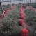 蓝莓树淘汰蓝莓树带果带花大棚拆迁处理蓝莓树