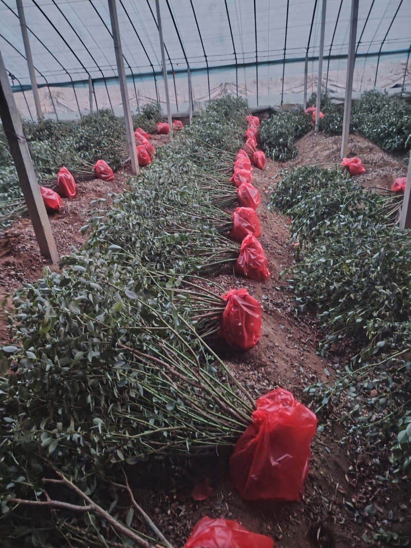 蓝莓树淘汰蓝莓树带果带花大棚拆迁处理蓝莓树