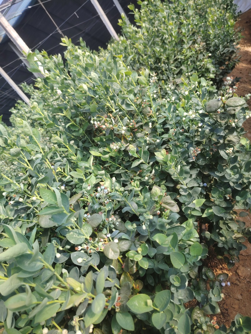 蓝莓树淘汰蓝莓树带果带花大棚拆迁处理蓝莓树