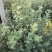 蓝莓树淘汰蓝莓树带果带花大棚拆迁处理蓝莓树