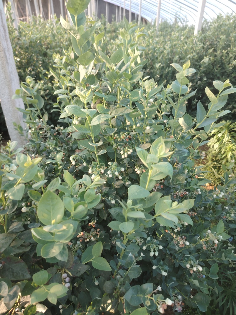 蓝莓树淘汰蓝莓树带果带花大棚拆迁处理蓝莓树