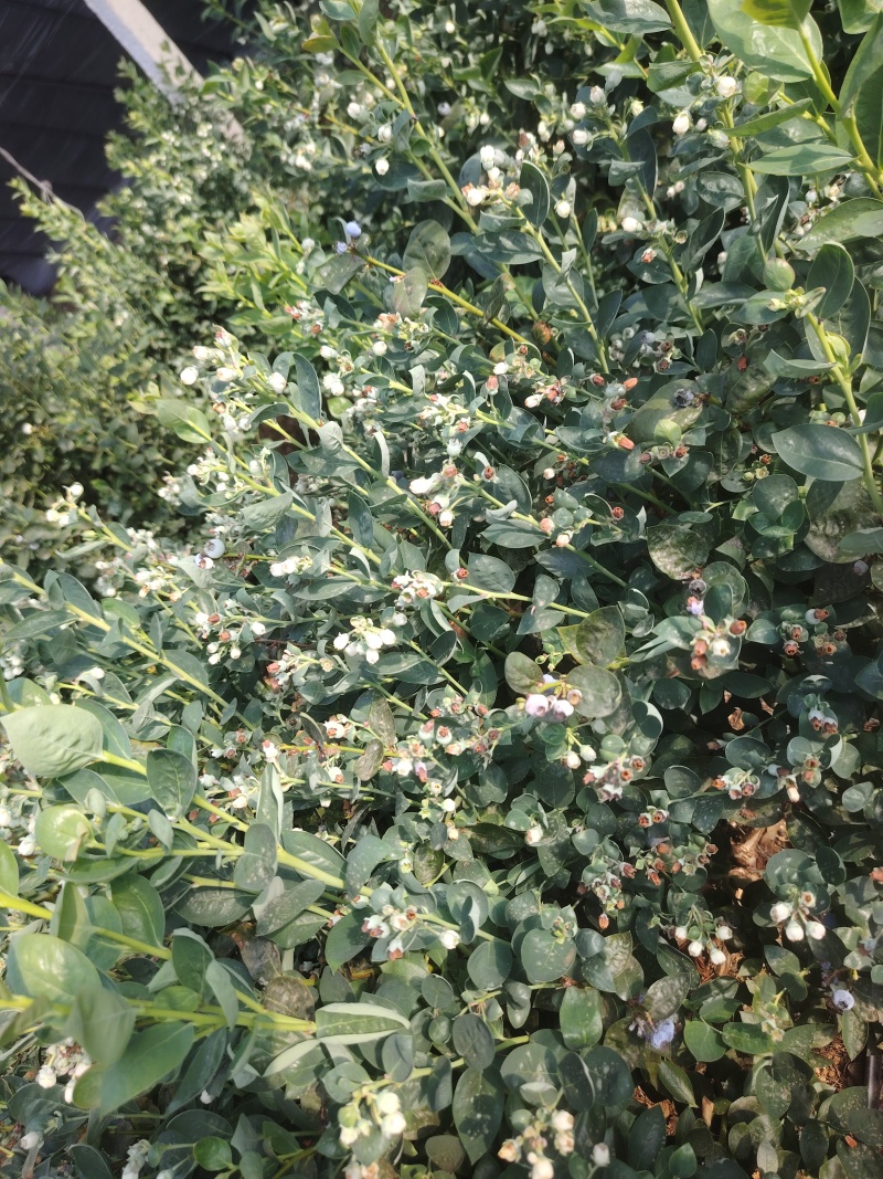蓝莓树淘汰蓝莓树带果带花大棚拆迁处理蓝莓树