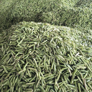 碗豆荚