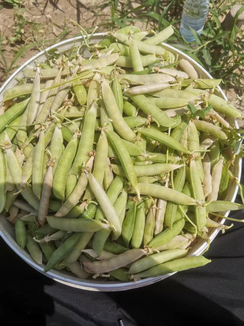 碗豆荚