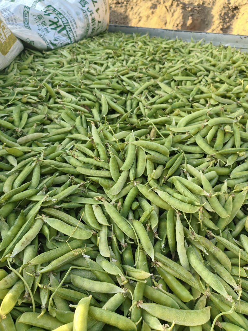 碗豆荚