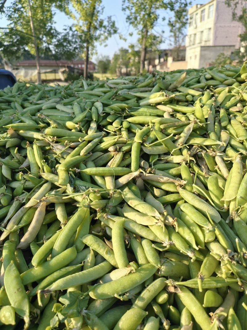 碗豆荚