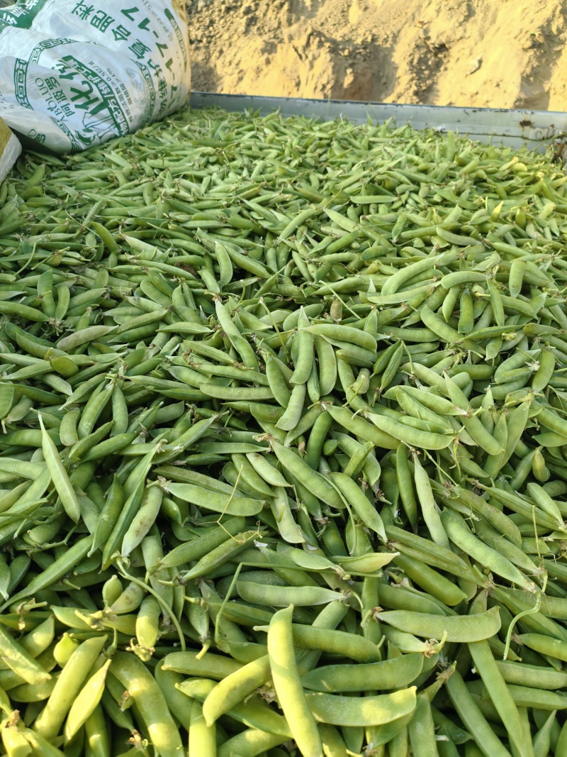碗豆荚