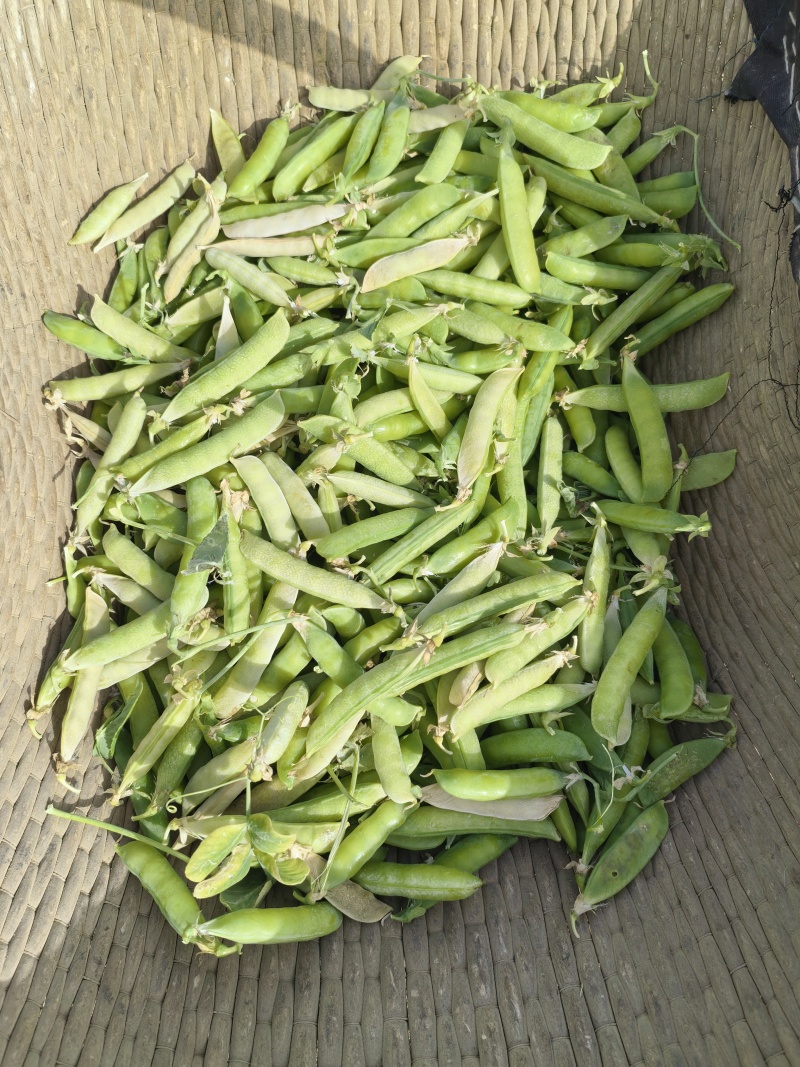 碗豆荚