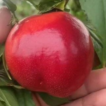 大棚油桃，毛桃