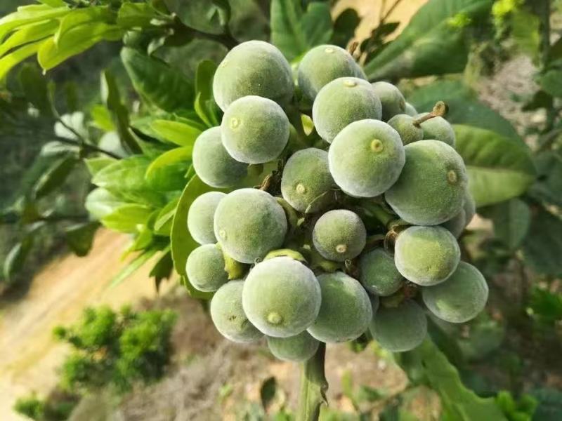 橘红苗