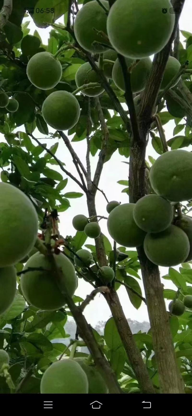 橘红苗