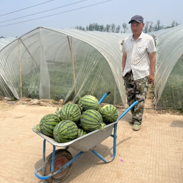 麒麟西瓜产地直发大量供应，服务周到欢迎来电咨询