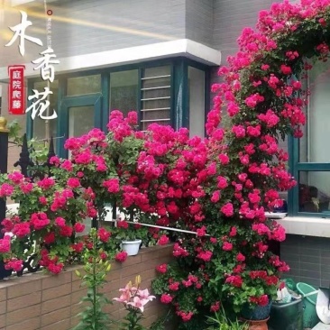 木香花红黄白木香四季常青浓香白木香庭院爬藤植物