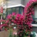 木香花红黄白木香四季常青浓香白木香庭院爬藤植物
