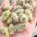 树荫下的仙草传奇，林下紫皮石斛！