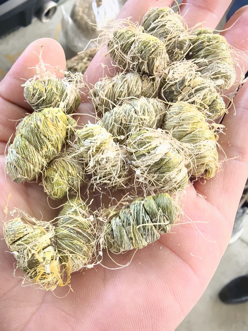 树荫下的仙草传奇，林下紫皮石斛！