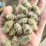 树荫下的仙草传奇，林下紫皮石斛！