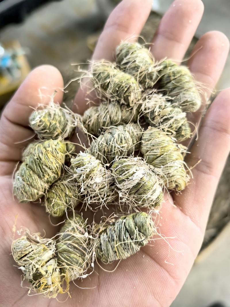 树荫下的仙草传奇，林下紫皮石斛！