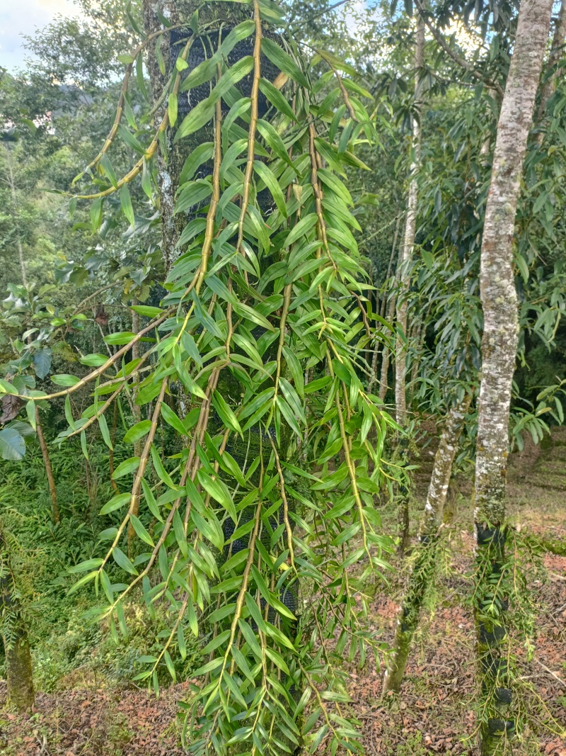 树荫下的仙草传奇，林下紫皮石斛！