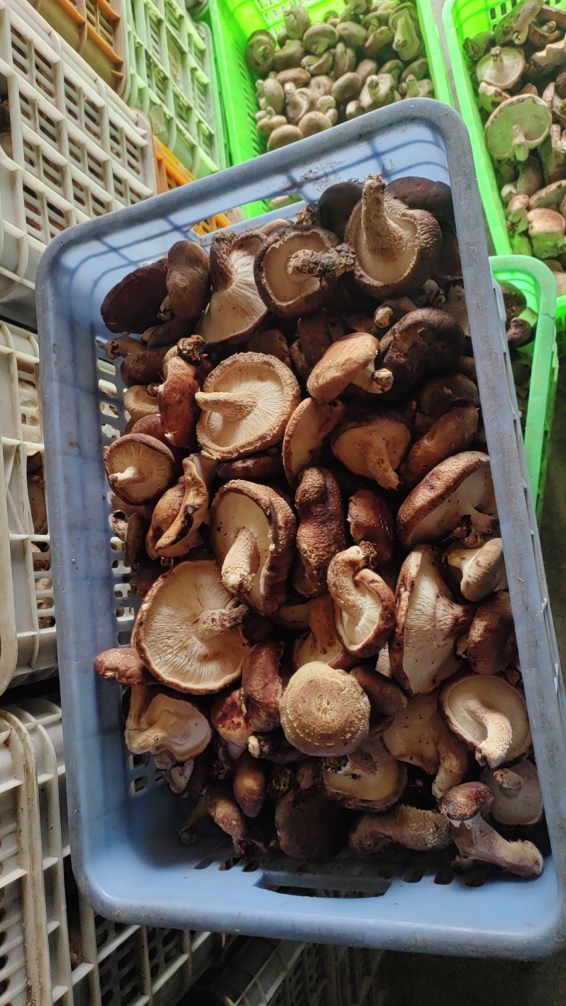 大锅菜香菇便宜处理