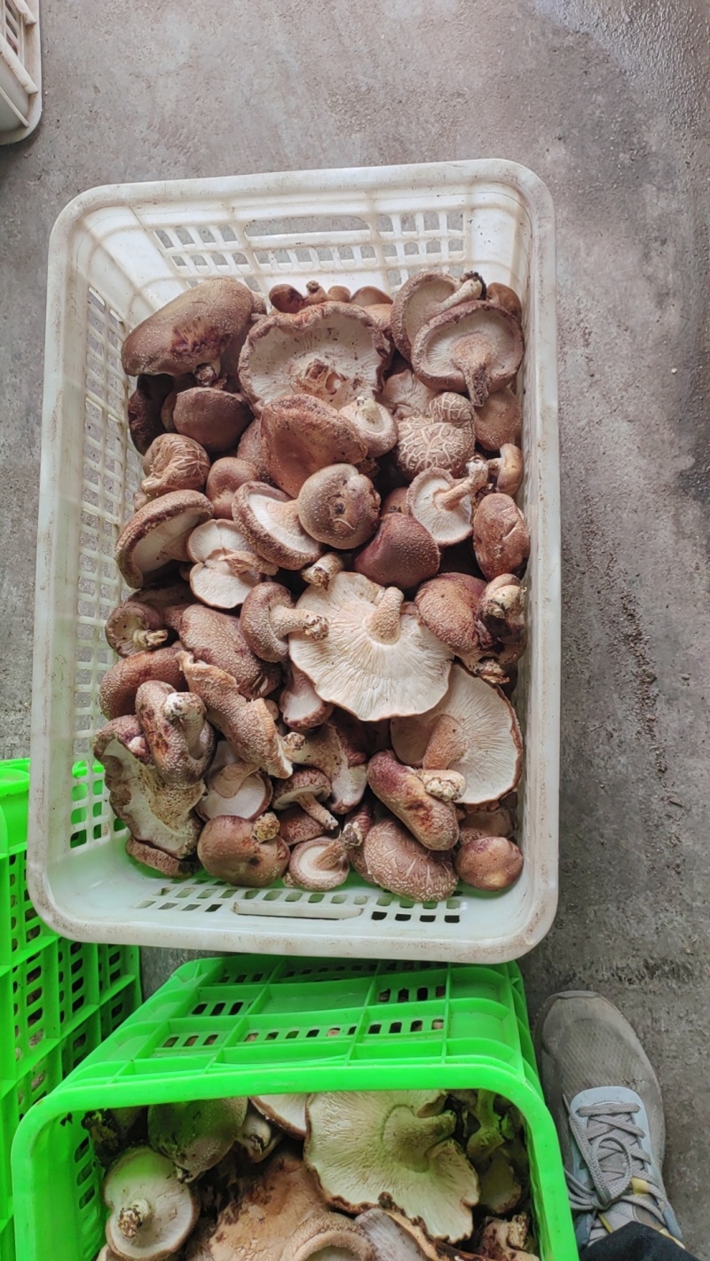 大锅菜香菇便宜处理