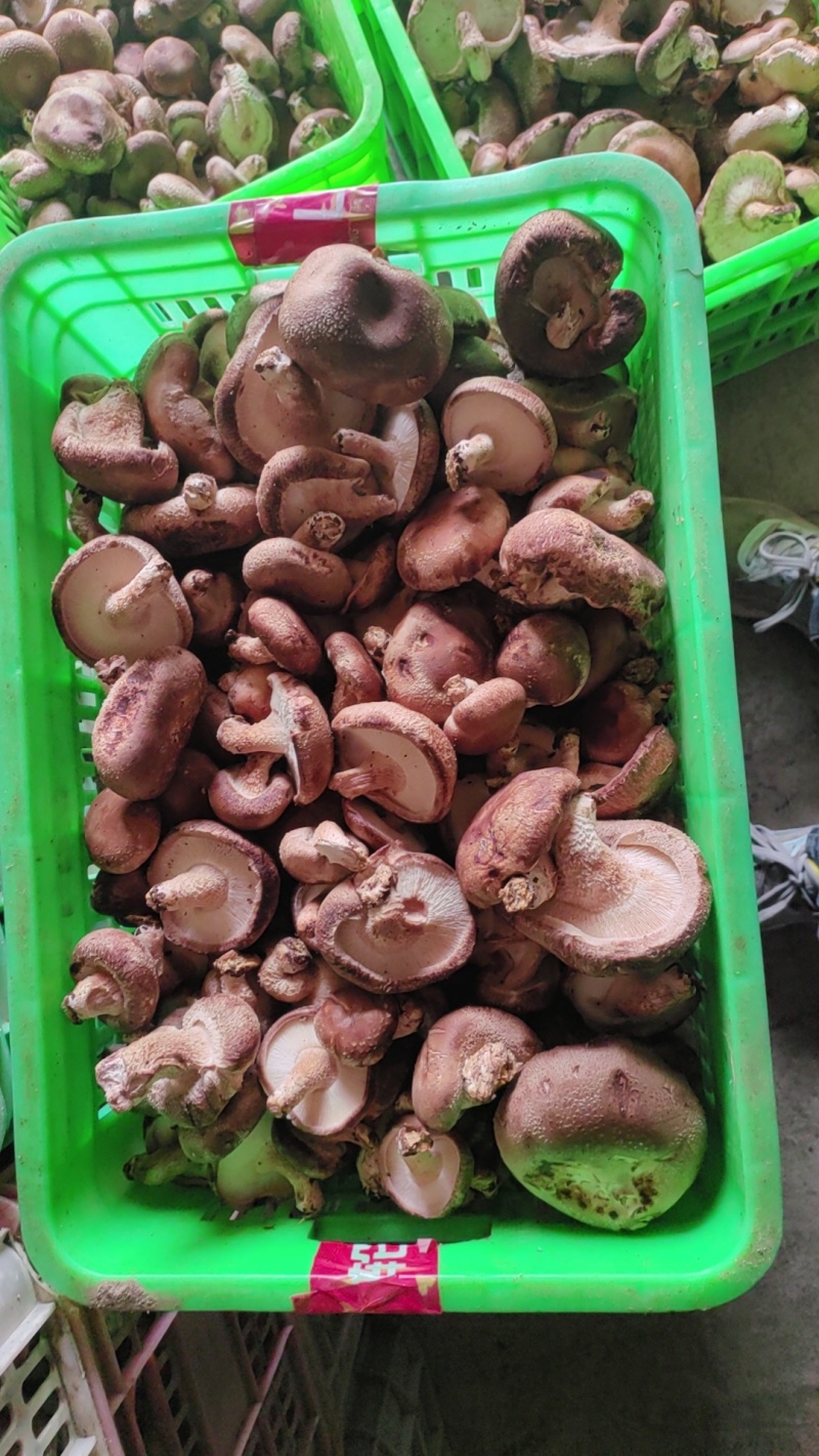 大锅菜香菇便宜处理