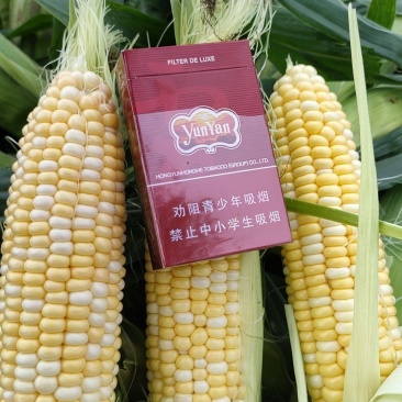 今天5月18德宏芒市遮放双色玉米价格有点起飞货量足讲公