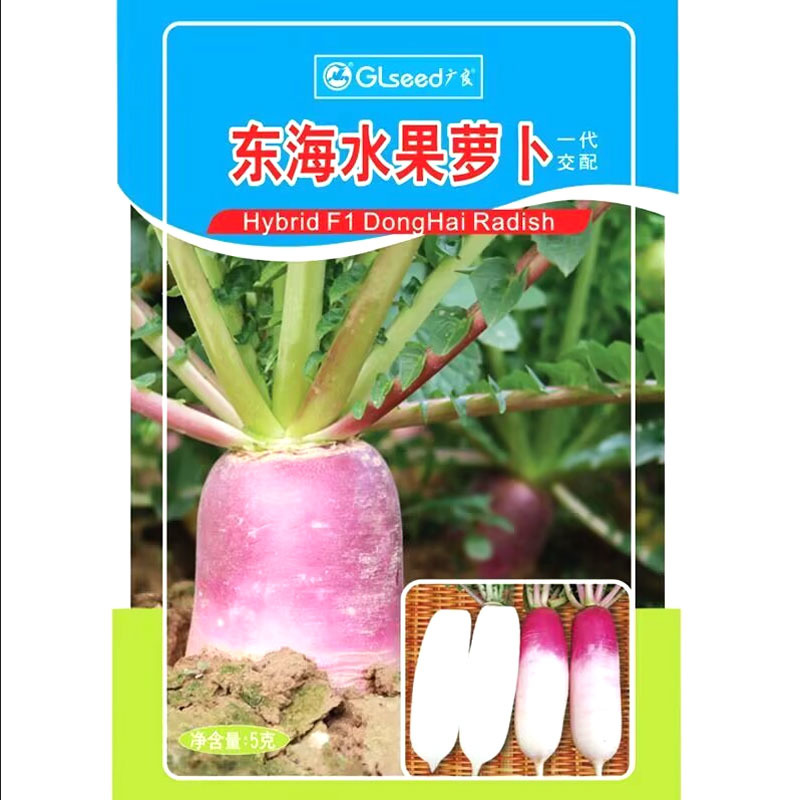 东海水果萝卜种子圆柱形肩部紫红色收尾好肉质雪白