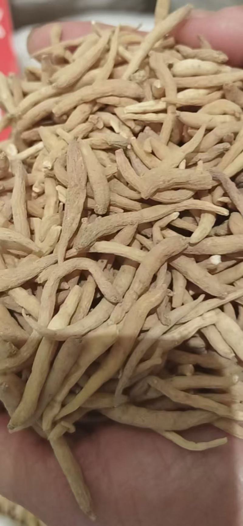 太子参选货大颗粒批发娃娃参大粒饱满货