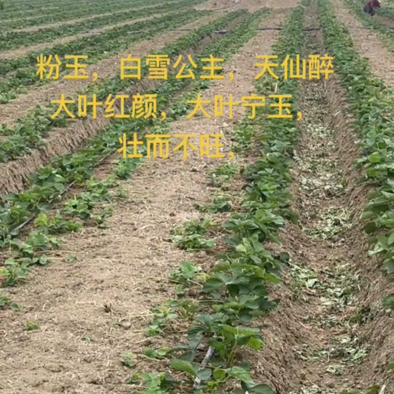 大叶红颜草莓苗
