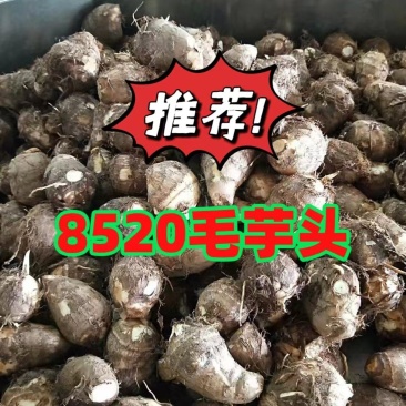 【热销】山东8520毛芋头产地(芋头种)大中小球一手货源