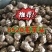 【热销】山东8520毛芋头产地(芋头种)大中小球一手货源