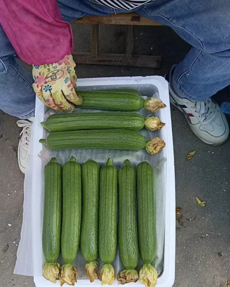 肉丝瓜，油皮丝瓜
