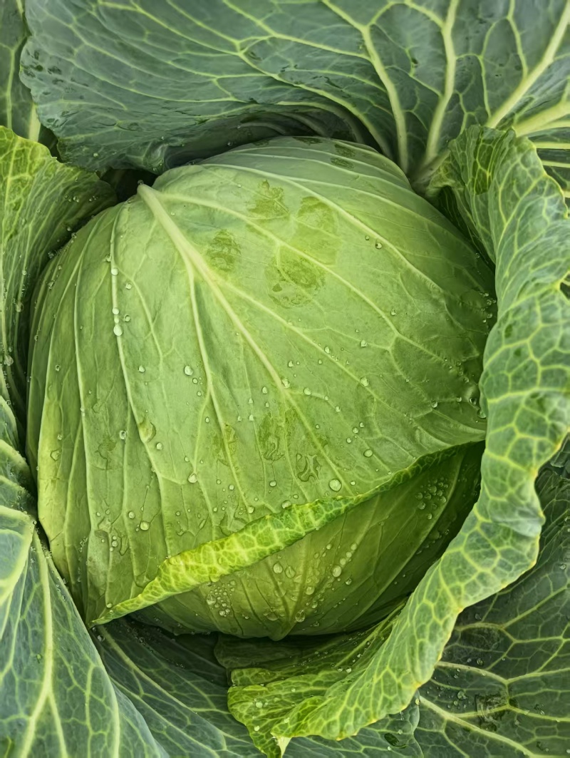 莲花白