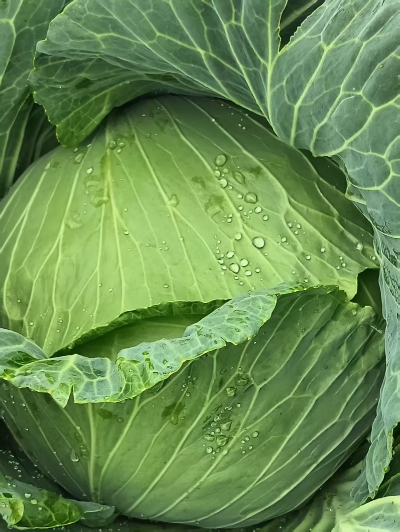莲花白