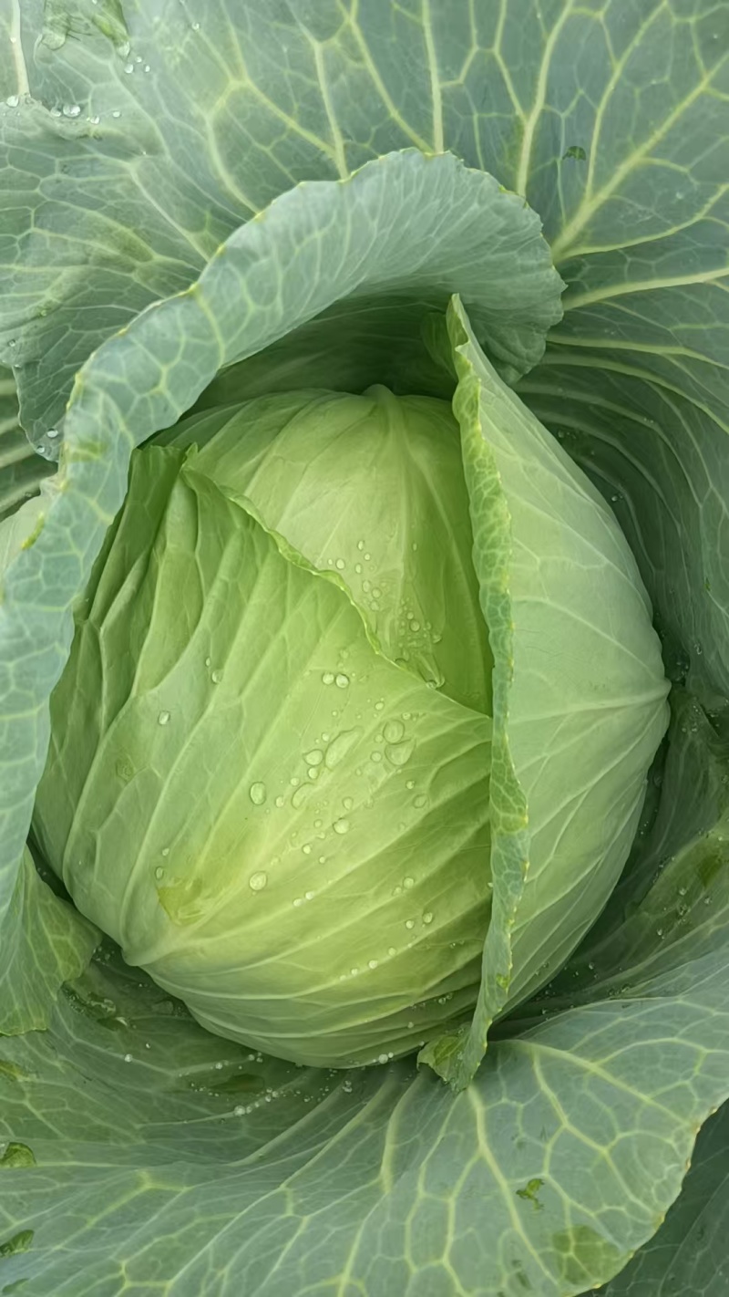 莲花白