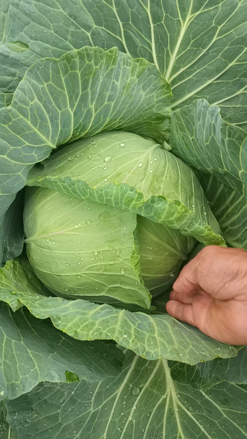 莲花白