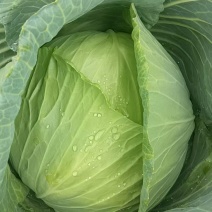 莲花白