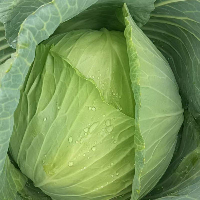 莲花白