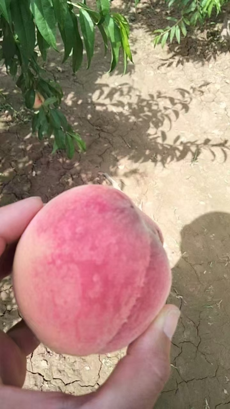 突围仙桃马上成熟上市了