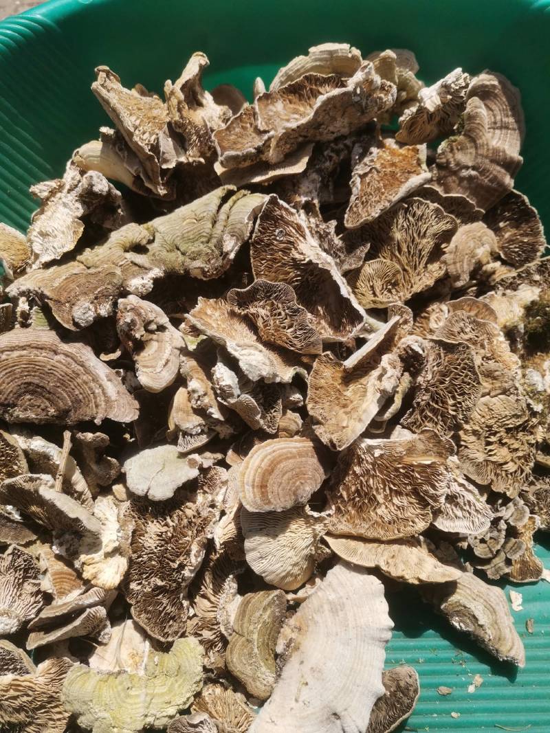 东北野生桦褶孔菌，桦褶菌，晒干新货，