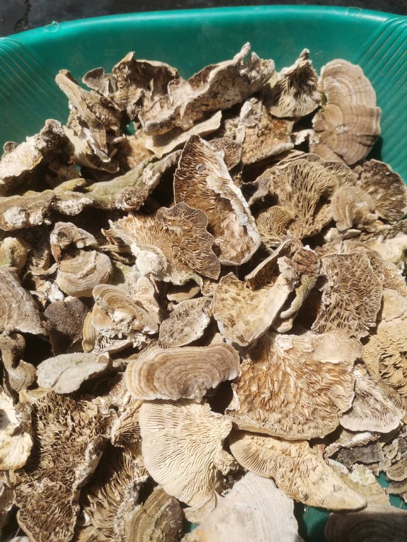 东北野生桦褶孔菌，桦褶菌，晒干新货，