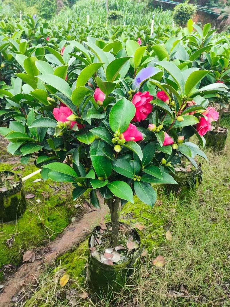 基地直销各种规格茶花