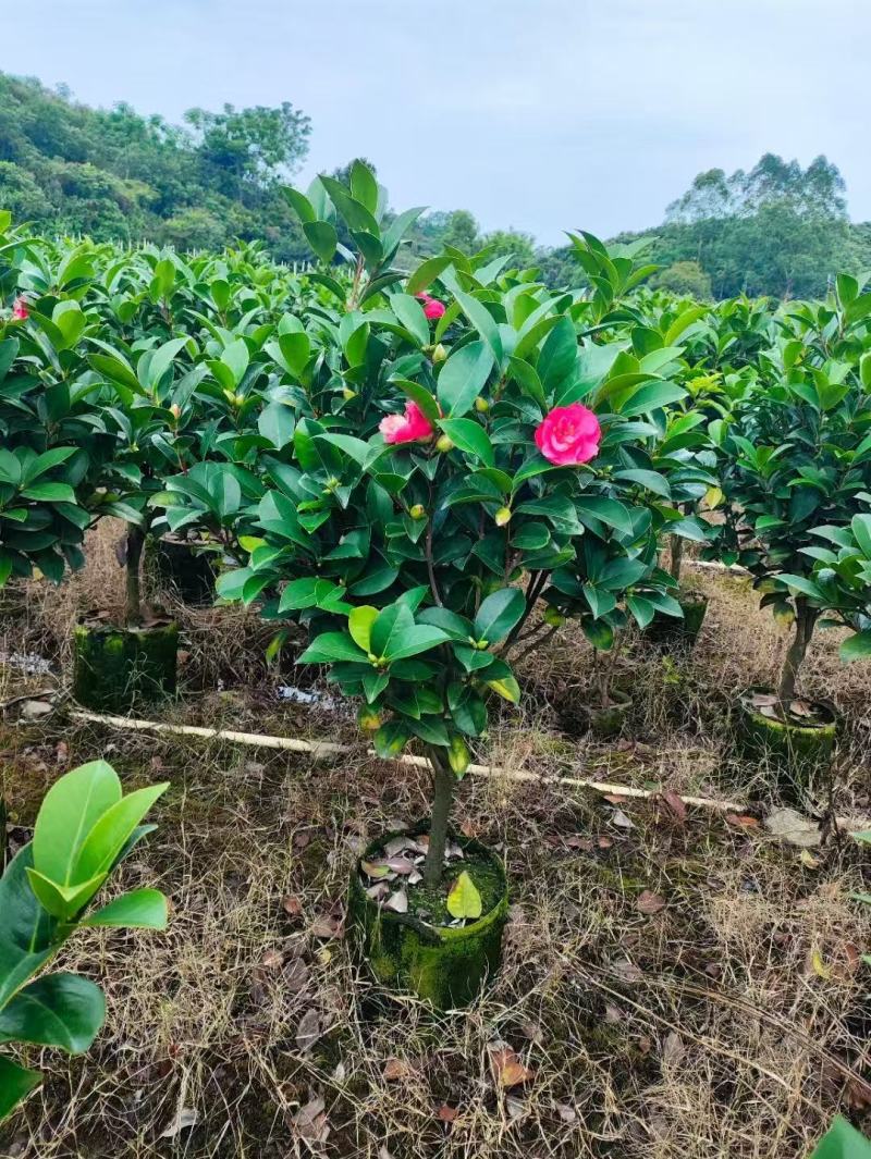基地直销各种规格茶花