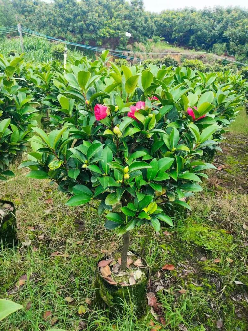 基地直销各种规格茶花