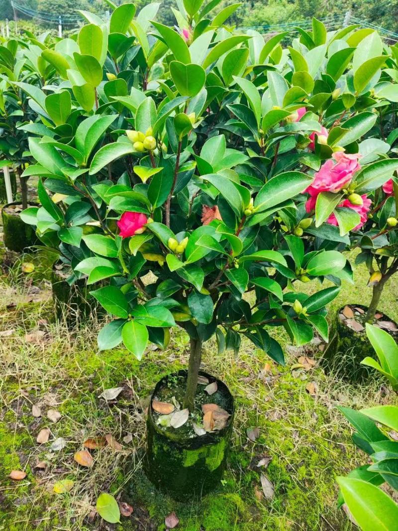 基地直销各种规格茶花