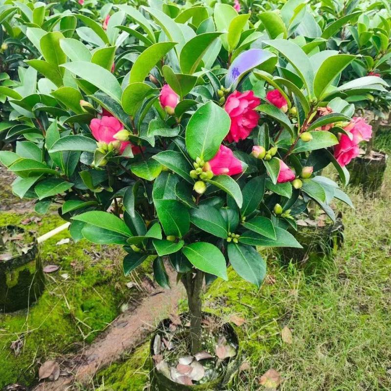 基地直销各种规格茶花