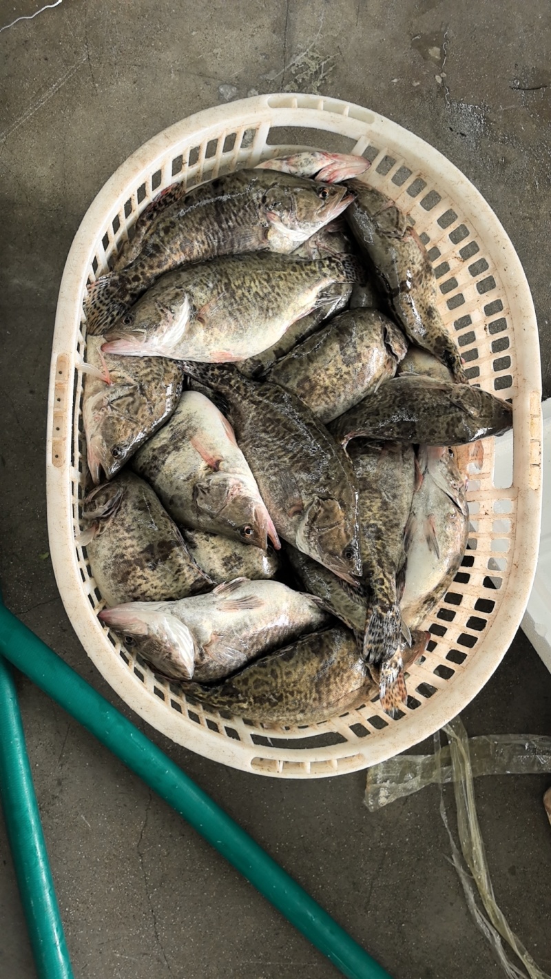 佛山鳜鱼活鱼产地直发预制菜专用鳜鱼
