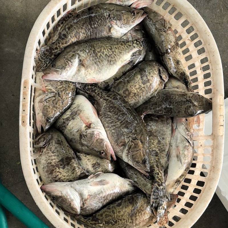 鲜鳜鱼，加工臭鳜鱼三去鳜鱼