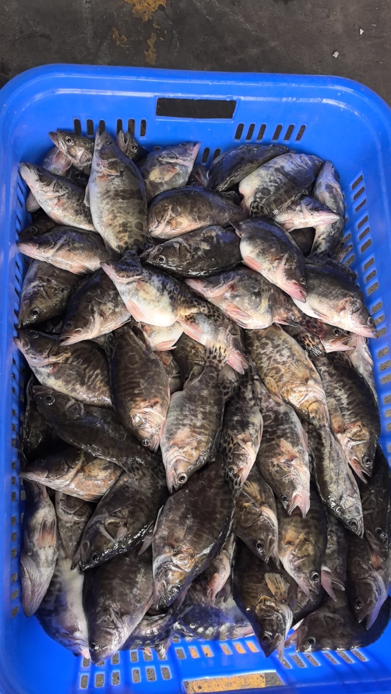 鲜鳜鱼，加工臭鳜鱼三去鳜鱼